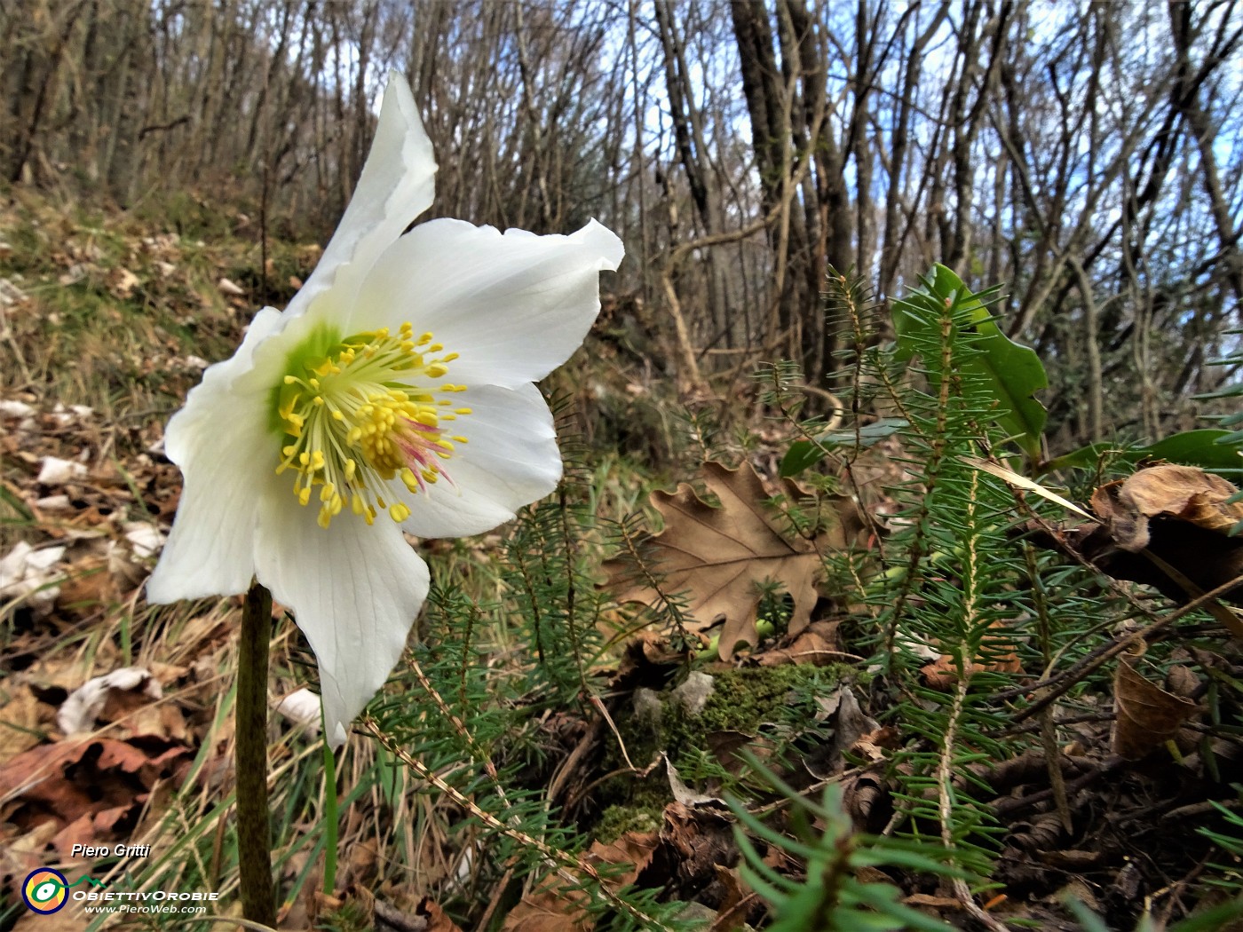 82 Elleboro bianco in fiore.JPG